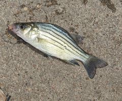 Morone mississippiensis