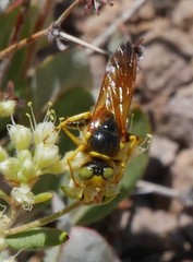 Philanthus bicinctus