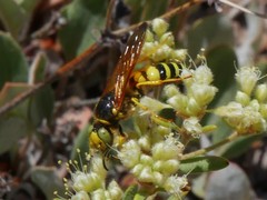 Philanthus bicinctus