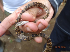 Trimorphodon quadruplex