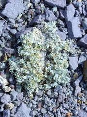 Astragalus purshii lectulus