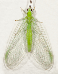 Ceraeochrysa lineaticornis