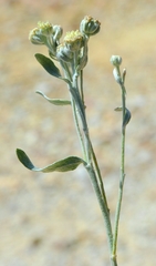 Artemisia albicans