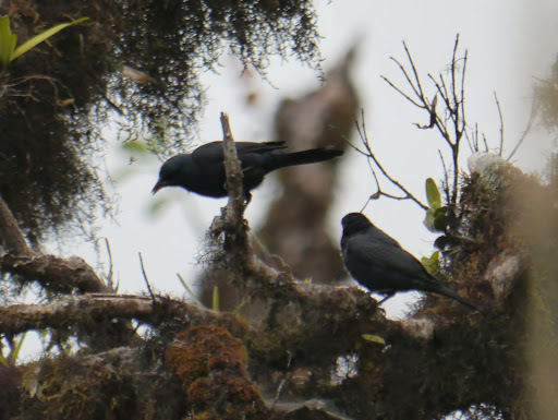 Waller's Starling (Onychognathus walleri), photo 8