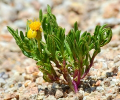 Senecio pattersonensis