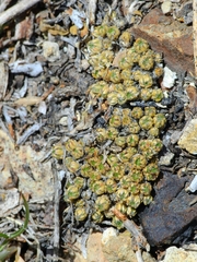 Draba densifolia