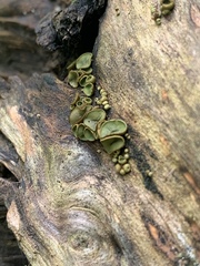 Chlorosplenium