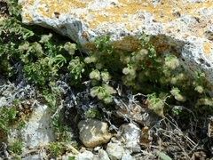 Galium multiflorum