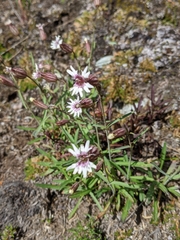 Silene parryi