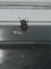 Euparius