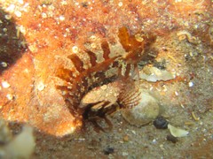 Heteroclinus adelaidae