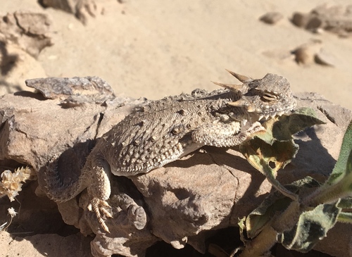 Flat-tailed Horned Lizard