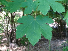 Acer heldreichii
