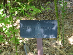 Acer heldreichii