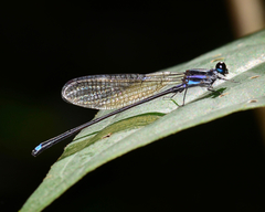 Argia indicatrix
