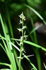 Platanthera stricta