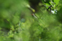 Cynanthus latirostris