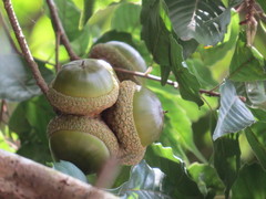 Lithocarpus konishii