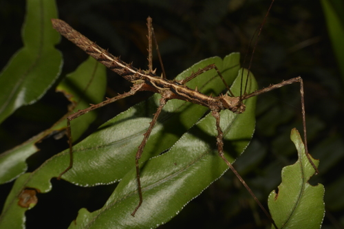 Stenobrimus bolivari