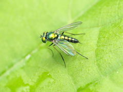 Condylostylus caudatus