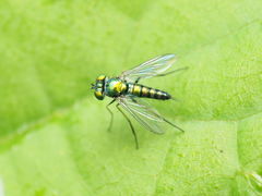 Condylostylus caudatus