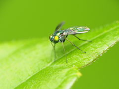 Condylostylus caudatus