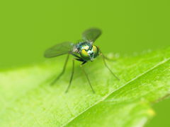 Condylostylus caudatus