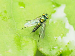 Condylostylus caudatus