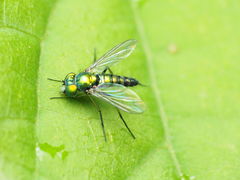 Condylostylus caudatus