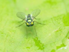 Condylostylus caudatus