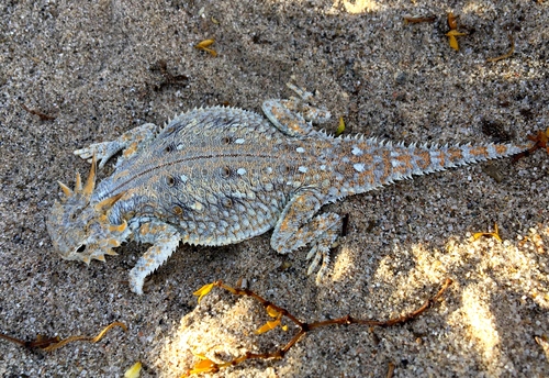Flat-tailed Horned Lizard