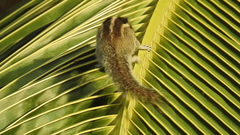 Funambulus palmarum