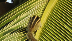Funambulus palmarum