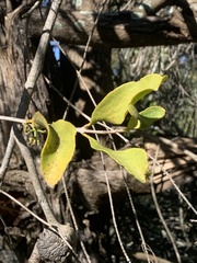 Lorantheae