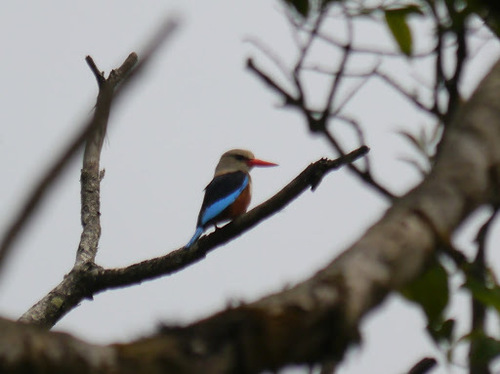 Gray-headed Kingfisher