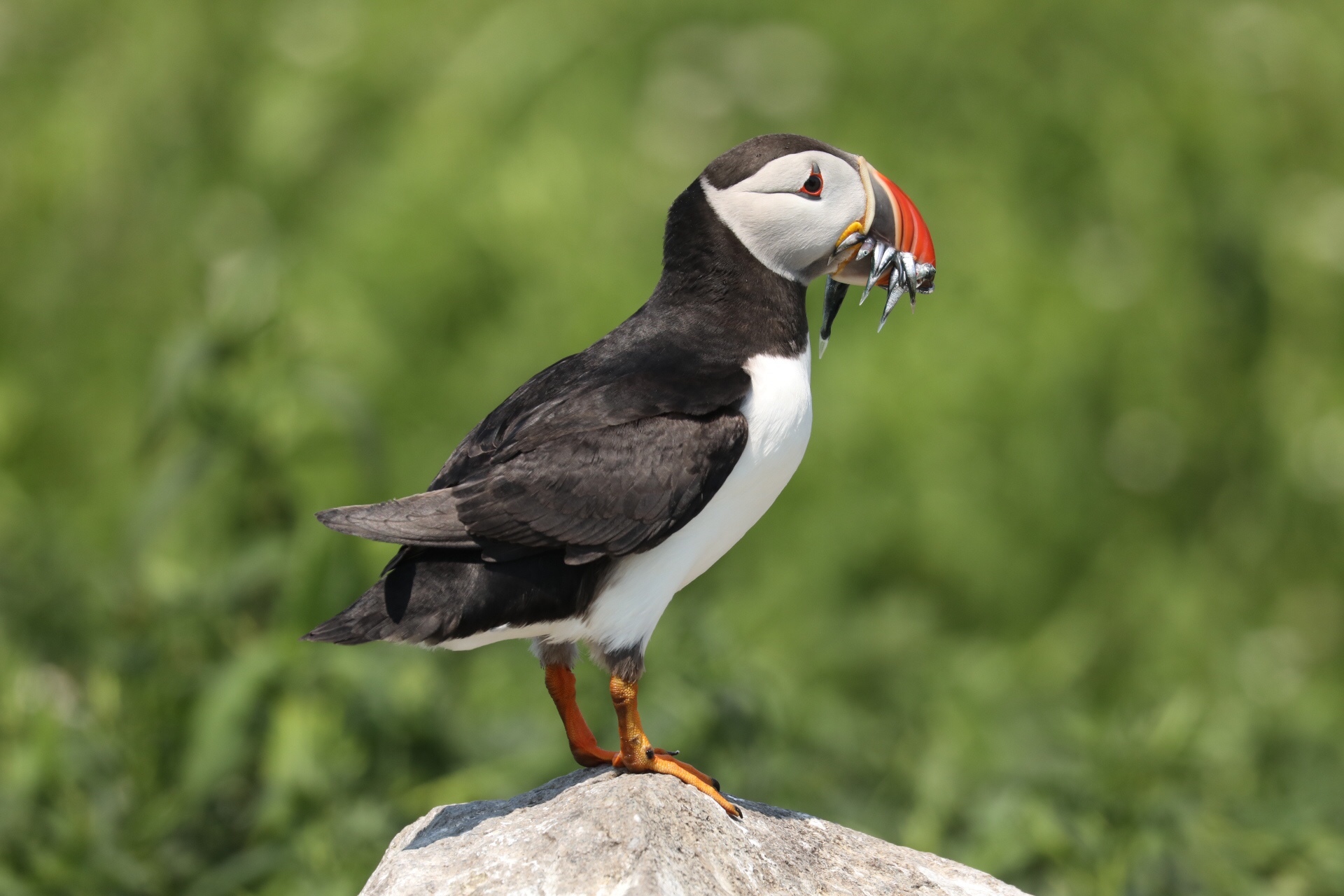 Seabird of the month - Atlantic Puffin (Fratercula arctica