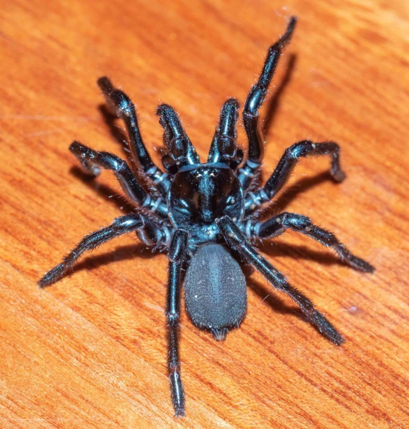 Hadronyche nimoola
