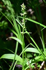 Platanthera stricta