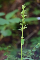 Platanthera stricta