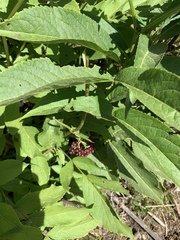 Sambucus racemosa melanocarpa