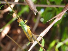 Hieroglyphus annulicornis
