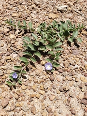 Evolvulus rotundifolius