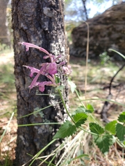 Agastache pallida pallida
