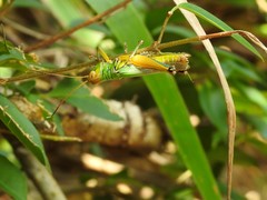 Hieroglyphus annulicornis