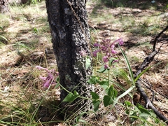Agastache pallida pallida