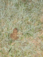 Lithobates areolatus