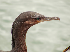 Nannopterum brasilianum