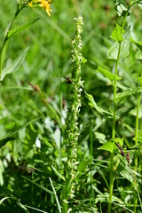 Platanthera stricta