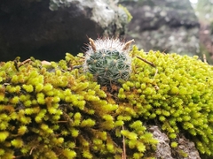 Mammillaria barbata