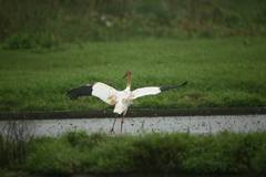 Leucogeranus leucogeranus